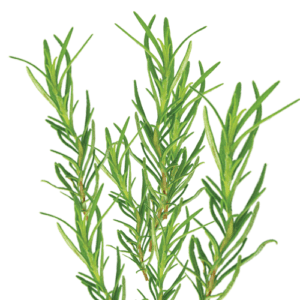 Raw rosemary