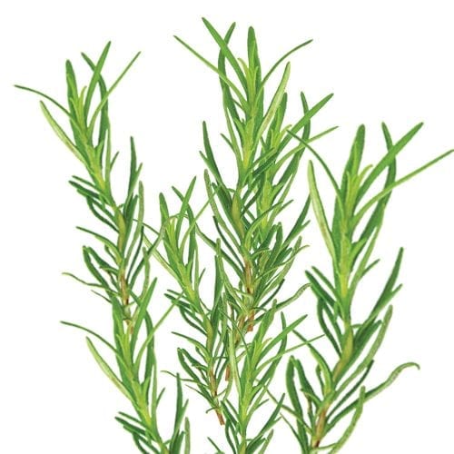 Raw rosemary