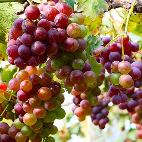 red sour grapes